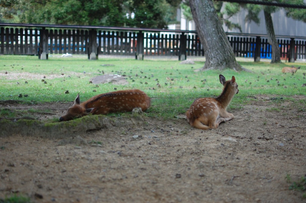 Japan5_Nara9